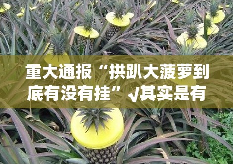重大通报“拱趴大菠萝到底有没有挂”√其实是有挂