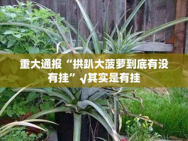 重大通报“拱趴大菠萝到底有没有挂”√其实是有挂