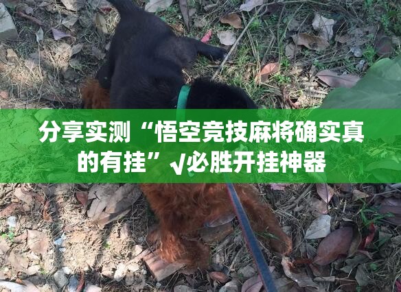 分享实测“悟空竞技麻将确实真的有挂”√必胜开挂神器