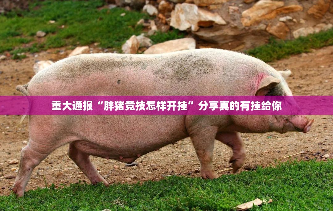 重大通报“胖猪竞技怎样开挂”分享真的有挂给你