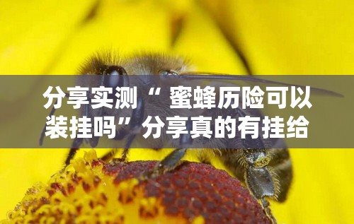 分享实测“ 蜜蜂历险可以装挂吗”分享真的有挂给你