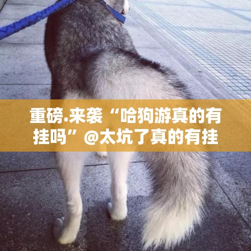重磅.来袭“哈狗游真的有挂吗”@太坑了真的有挂