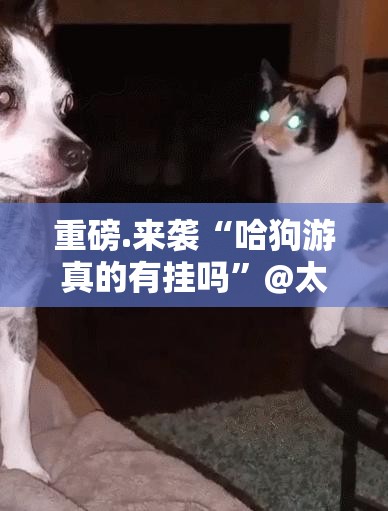 重磅.来袭“哈狗游真的有挂吗”@太坑了真的有挂