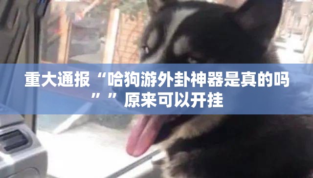 重大通报“哈狗游外卦神器是真的吗””原来可以开挂