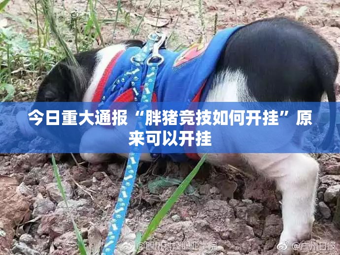 今日重大通报“胖猪竞技如何开挂”原来可以开挂