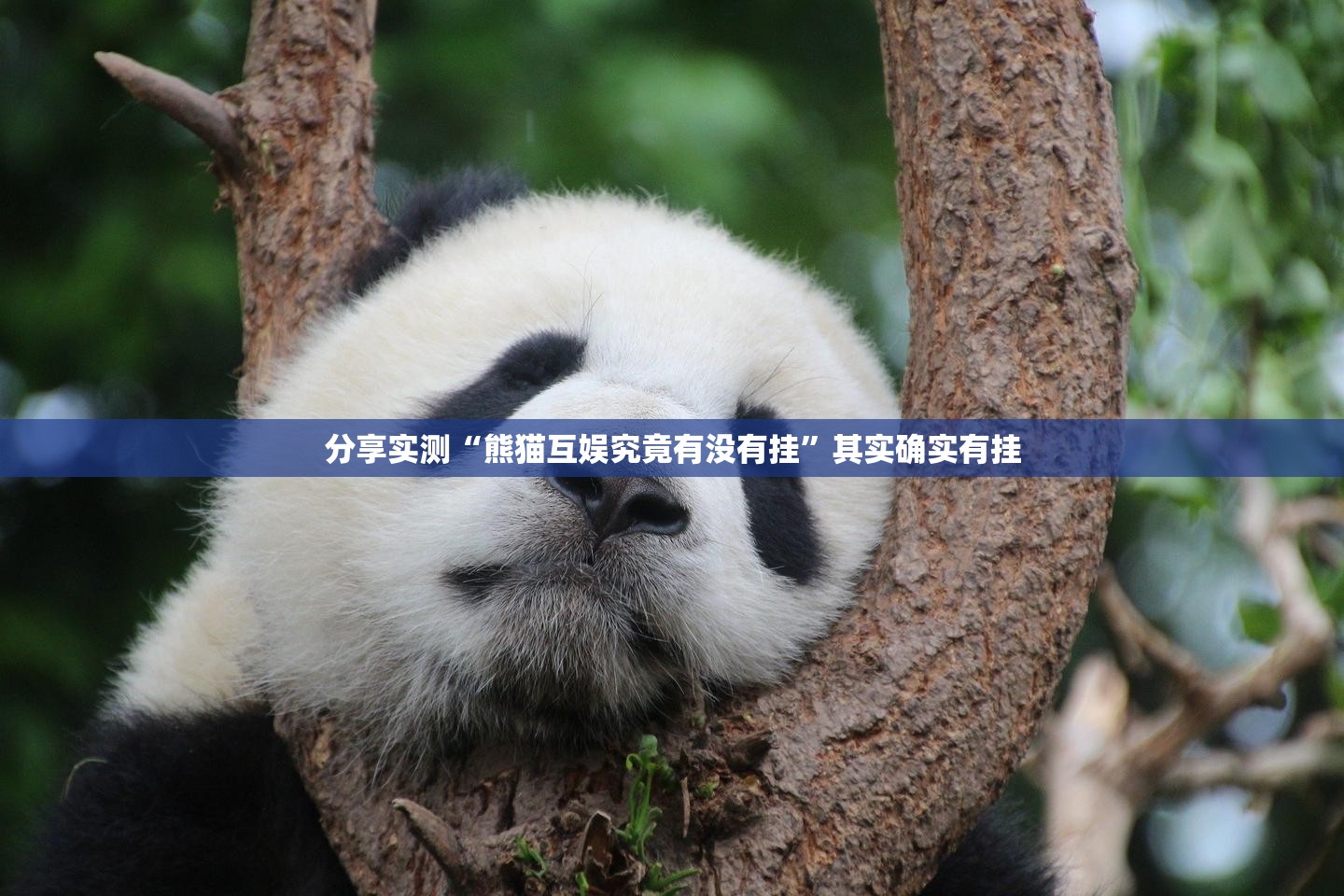 分享实测“熊猫互娱究竟有没有挂”其实确实有挂