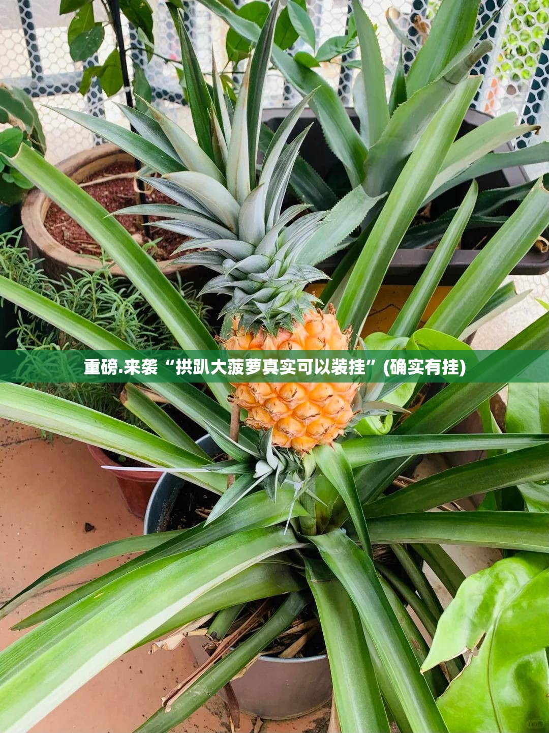重磅.来袭“拱趴大菠萝真实可以装挂”(确实有挂)