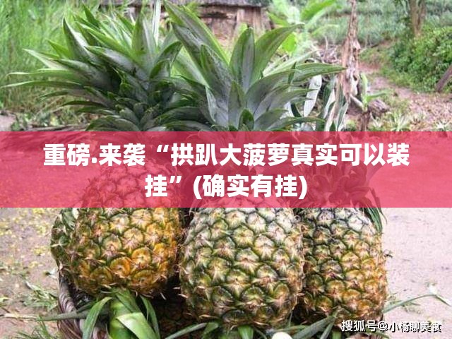 重磅.来袭“拱趴大菠萝真实可以装挂”(确实有挂)
