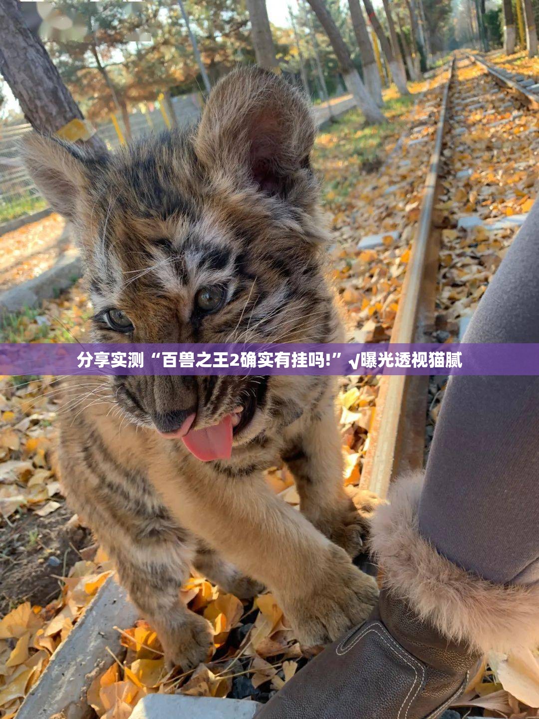 分享实测“百兽之王2确实有挂吗!”√曝光透视猫腻
