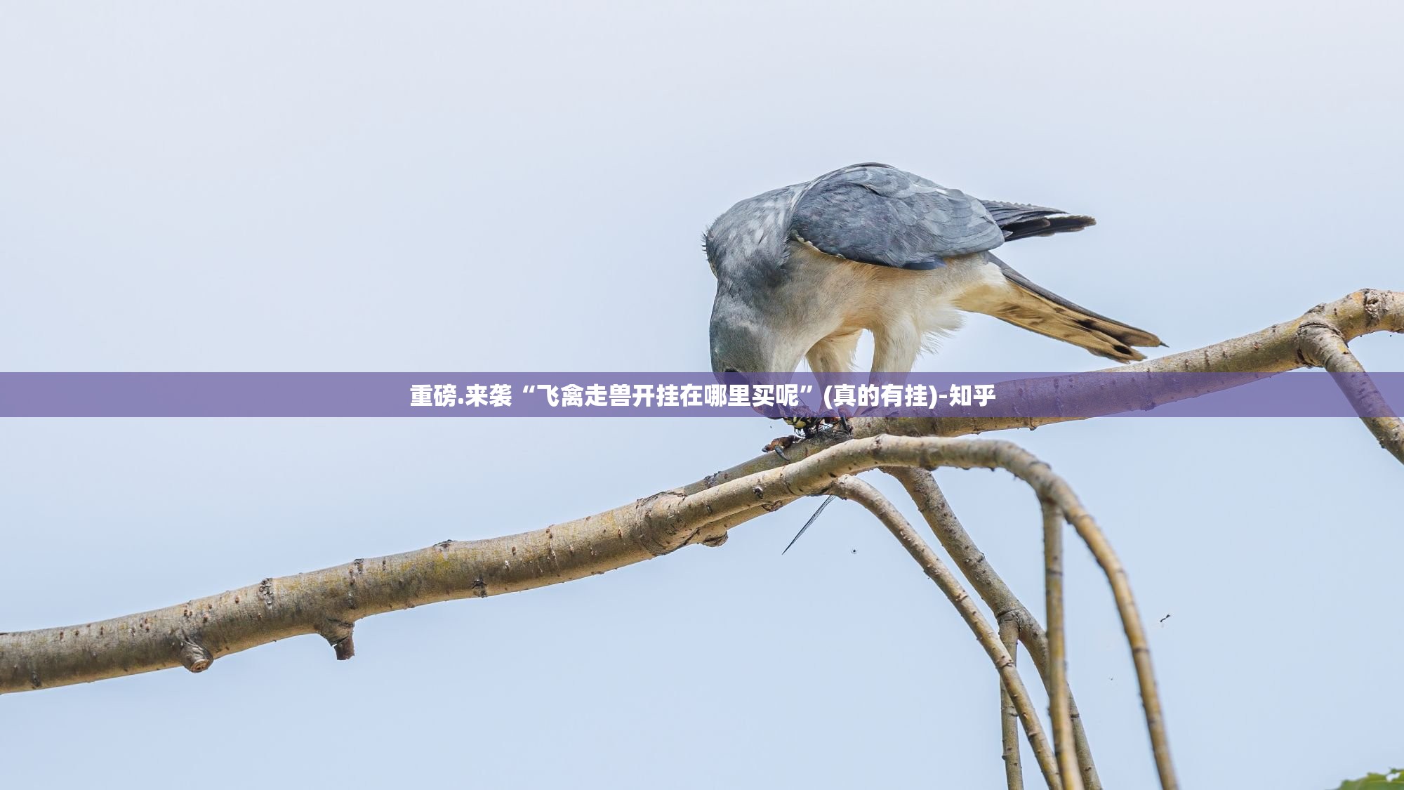 重磅.来袭“飞禽走兽开挂在哪里买呢”(真的有挂)-知乎