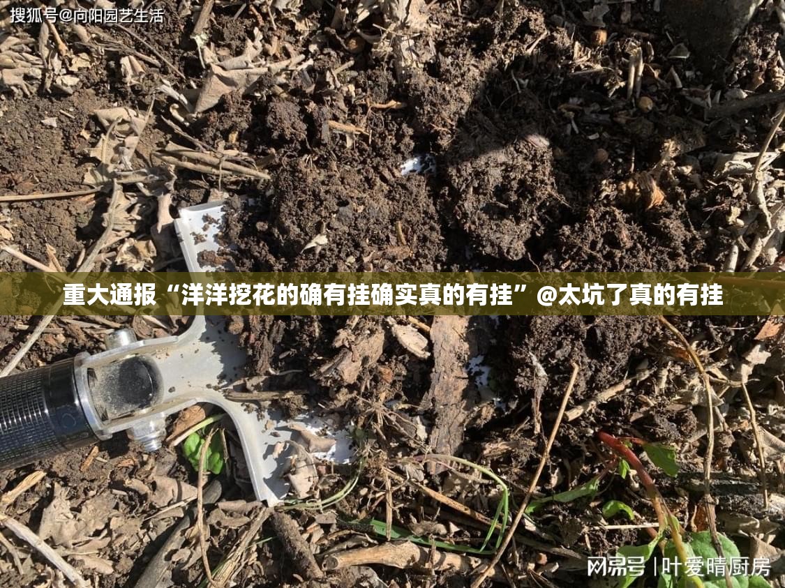 重大通报“洋洋挖花的确有挂确实真的有挂”@太坑了真的有挂
