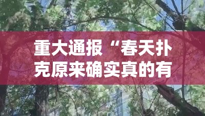 分享实测wpkplus外卦神器下载安装实测确实有挂