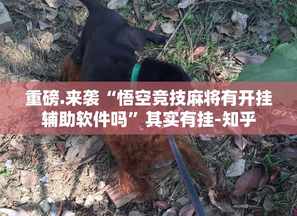 重磅.来袭“悟空竞技麻将有开挂辅助软件吗”其实有挂-知乎