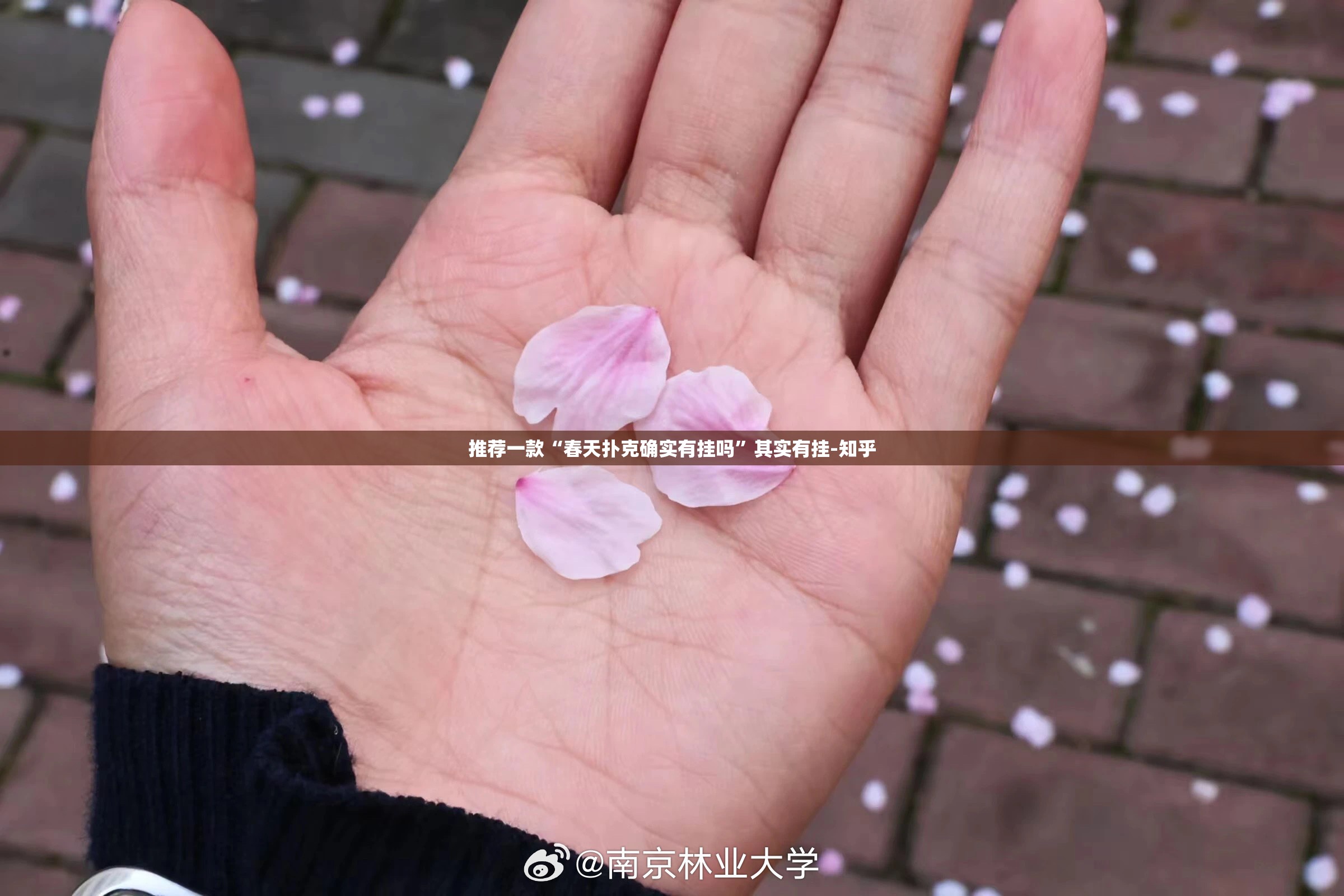 推荐一款“春天扑克确实有挂吗”其实有挂-知乎