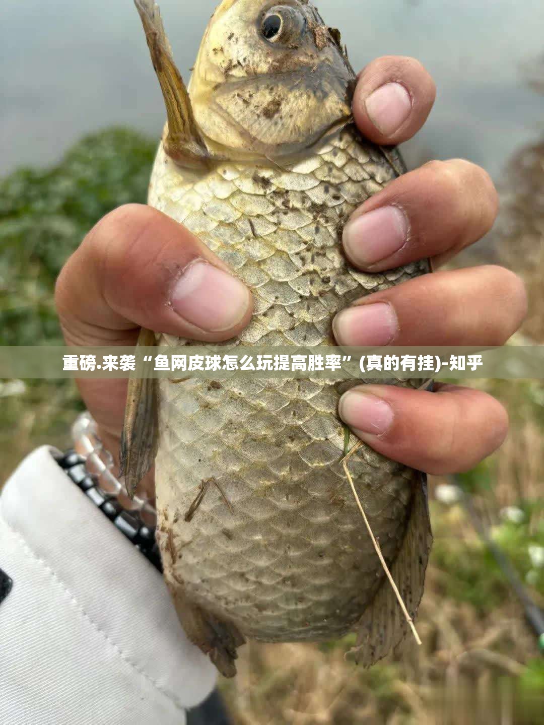 重磅.来袭“鱼网皮球怎么玩提高胜率”(真的有挂)-知乎