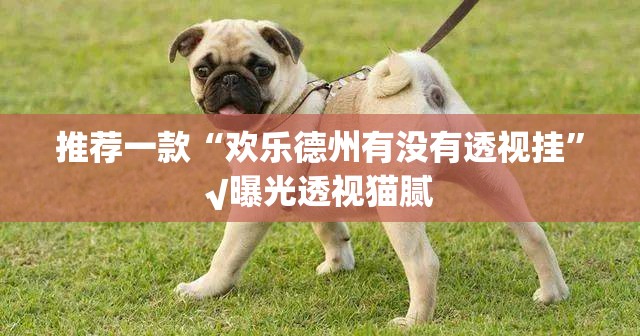 推荐一款“欢乐德州有没有透视挂”√曝光透视猫腻