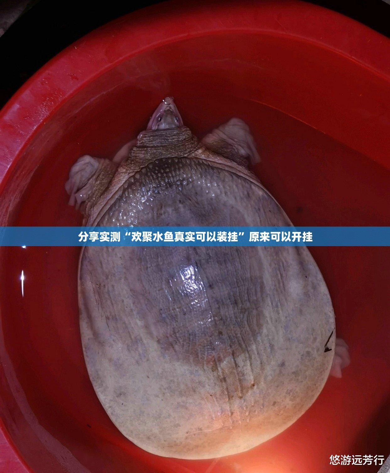 分享实测“欢聚水鱼真实可以装挂”原来可以开挂