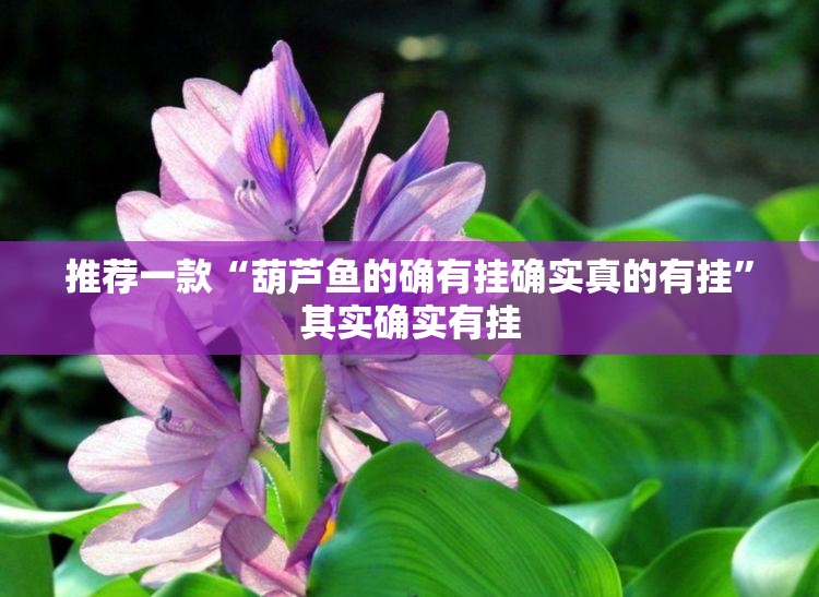 推荐一款奉化同乡游的确是可以开挂!确实有挂确实真的有挂 推荐一款奉化同乡游的确是可以开挂!确实有挂确实真的有挂