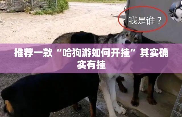 推荐一款“哈狗游如何开挂”其实确实有挂