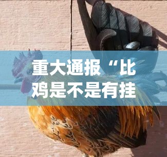 重大通报“比鸡是不是有挂”(确实有挂)