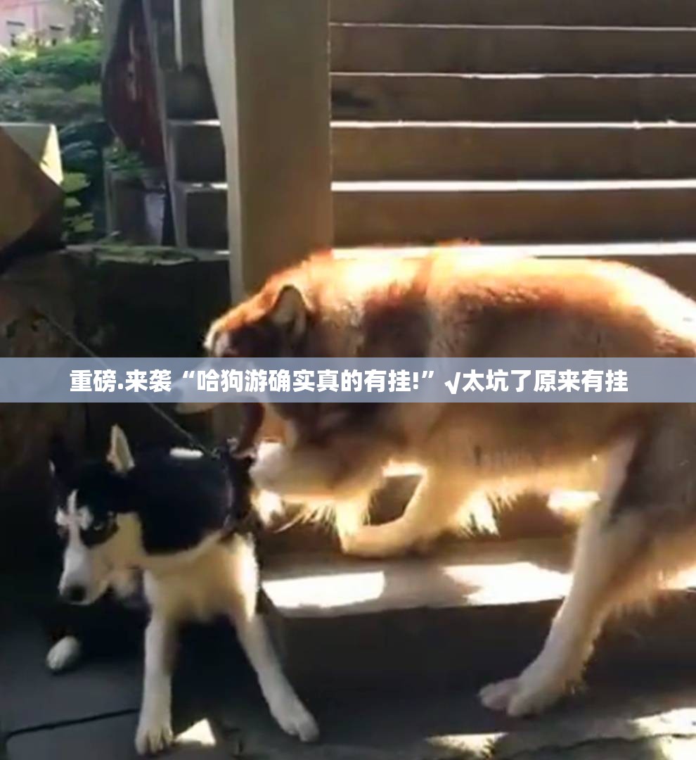 重磅.来袭“哈狗游确实真的有挂!”√太坑了原来有挂