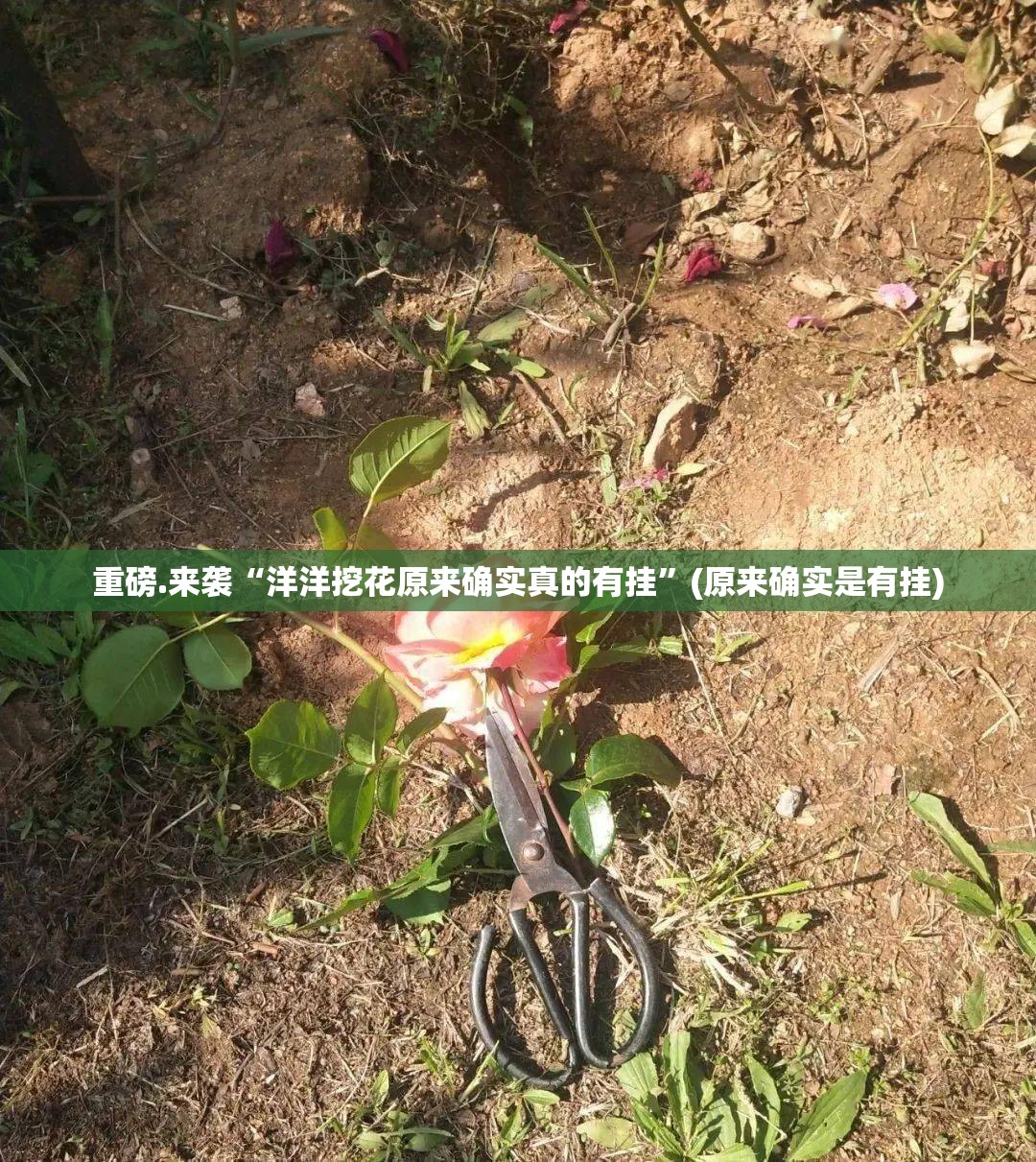 重磅.来袭“洋洋挖花原来确实真的有挂”(原来确实是有挂)