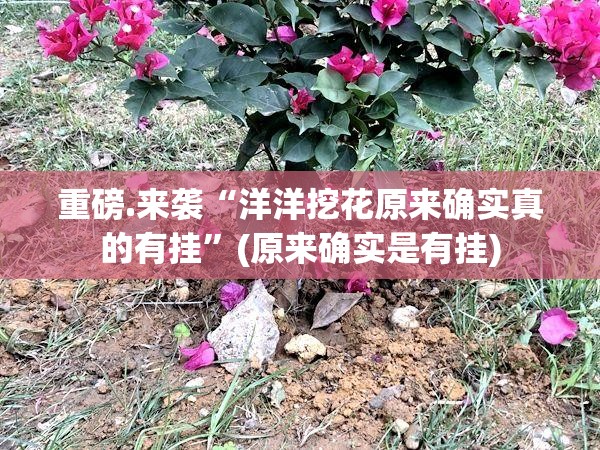 重磅.来袭“洋洋挖花原来确实真的有挂”(原来确实是有挂)