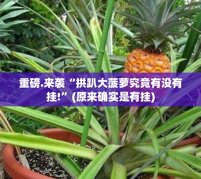 重磅.来袭“拱趴大菠萝究竟有没有挂!”(原来确实是有挂)