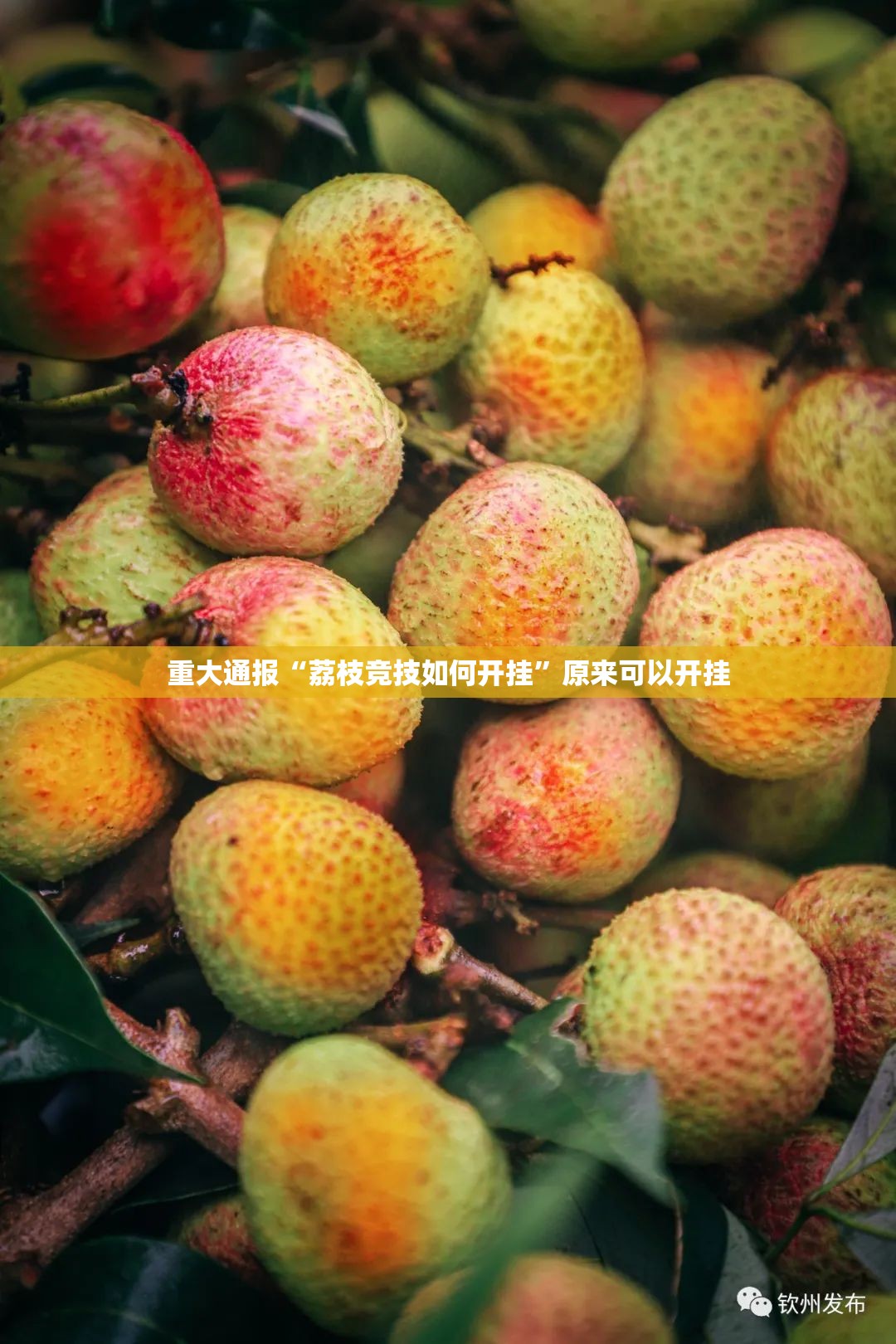 重大通报“荔枝竞技如何开挂”原来可以开挂