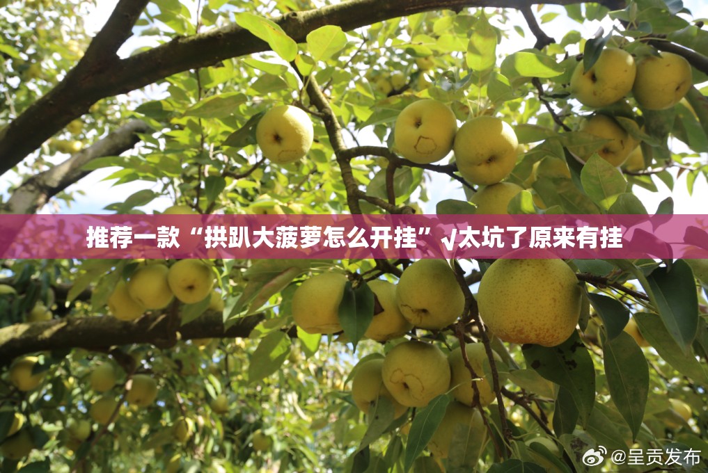 推荐一款“拱趴大菠萝怎么开挂”√太坑了原来有挂