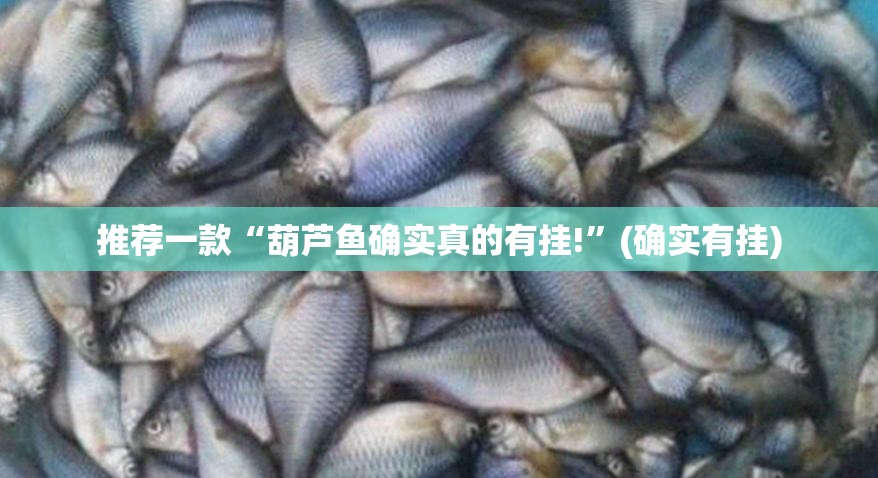 推荐一款“葫芦鱼确实真的有挂!”(确实有挂)