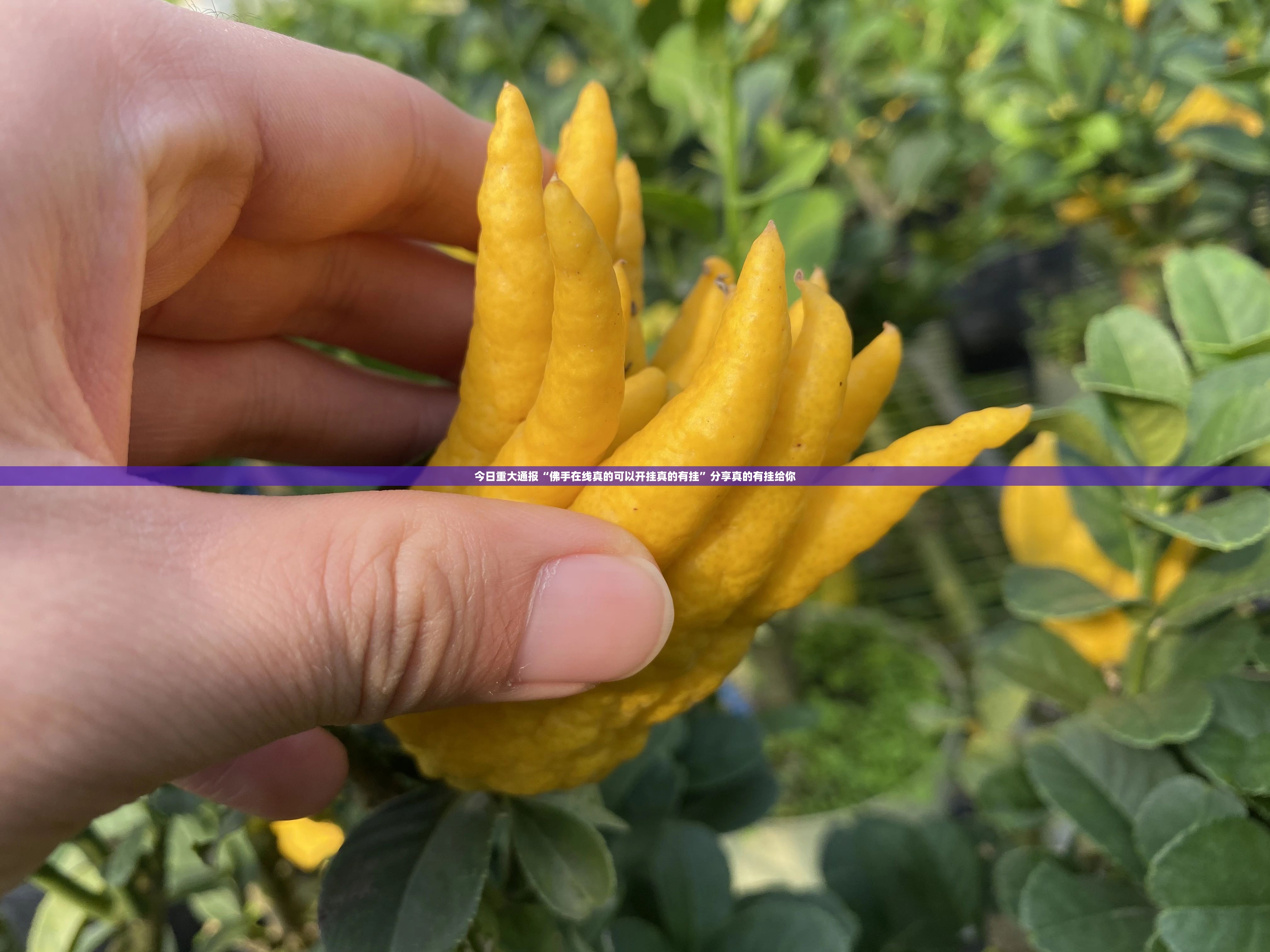 重大通报918互娱到底有没有挂百分百有挂其实真的确实有挂 重大通报918互娱到底有没有挂百分百有挂其实真的确实有挂