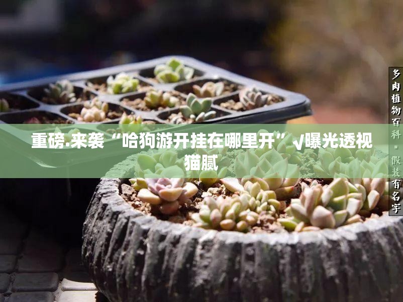 推荐一款莆仙微乐开挂神器!详细开挂教程(原来确实是有挂)