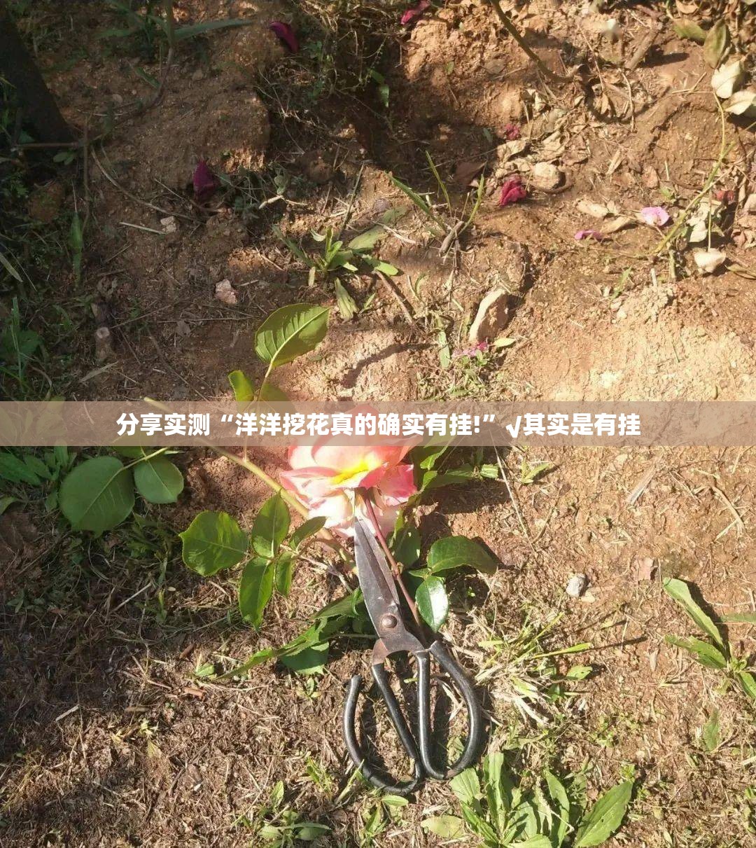 分享实测“洋洋挖花真的确实有挂!”√其实是有挂
