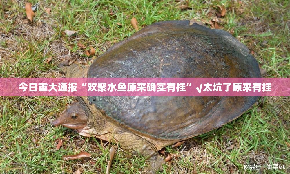 今日重大通报“欢聚水鱼原来确实有挂”√太坑了原来有挂