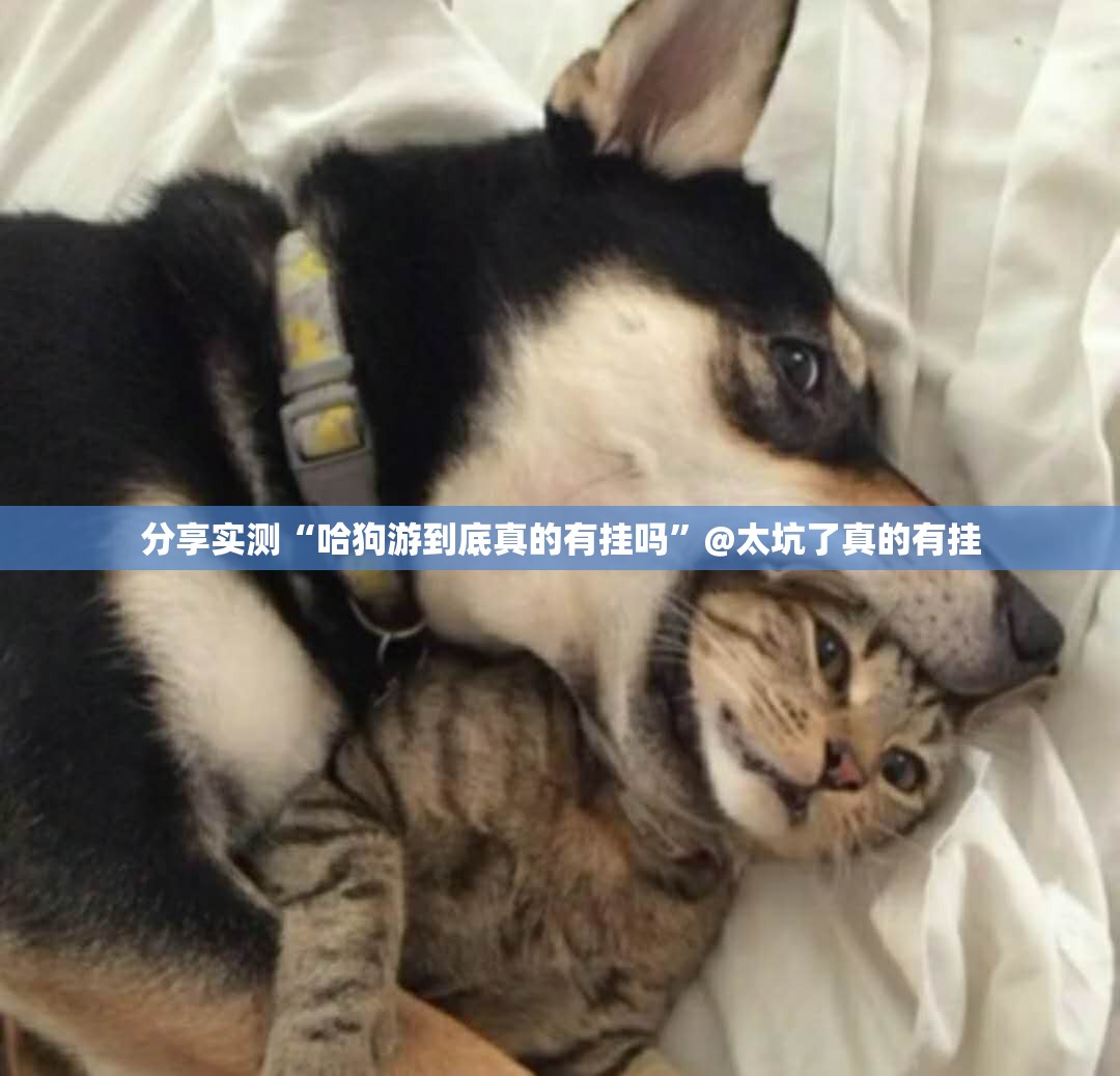 重大通报中至窝龙确实是有挂果然有挂 重大通报中至窝龙确实是有挂果然有挂