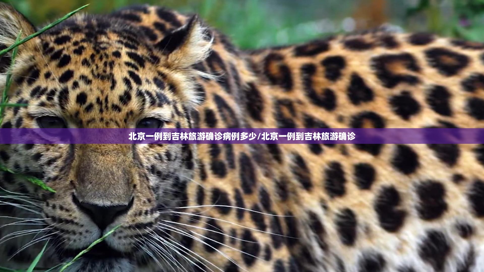 推荐一款百乐盟真的确实可以开挂(其实真的能开挂) 推荐一款百乐盟真的确实可以开挂(其实真的能开挂)