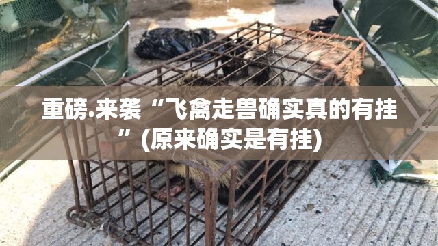 重磅.来袭“飞禽走兽确实真的有挂”(原来确实是有挂)
