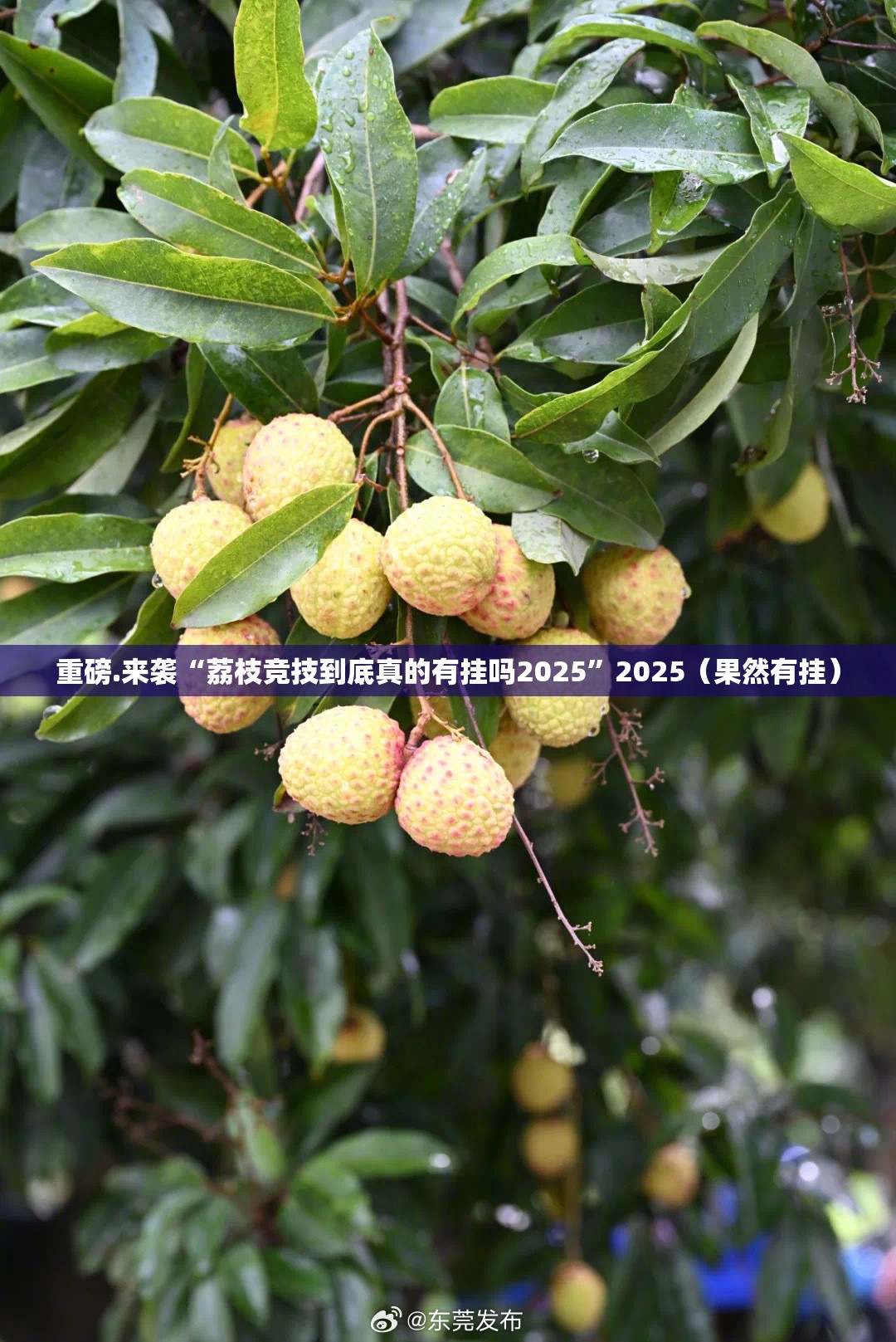 推荐一款榕城510K到底是不是挂真的确实有挂