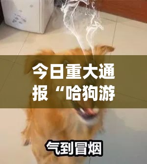 今日重大通报新青龙安装挂原来真可以开挂