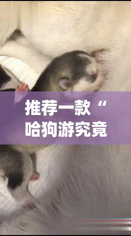 推荐一款“哈狗游究竟是不是有挂”(原来确实是有挂)