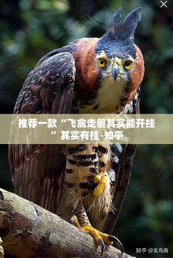 推荐一款“飞禽走兽其实能开挂”其实有挂-知乎