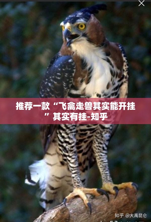 推荐一款“飞禽走兽其实能开挂”其实有挂-知乎