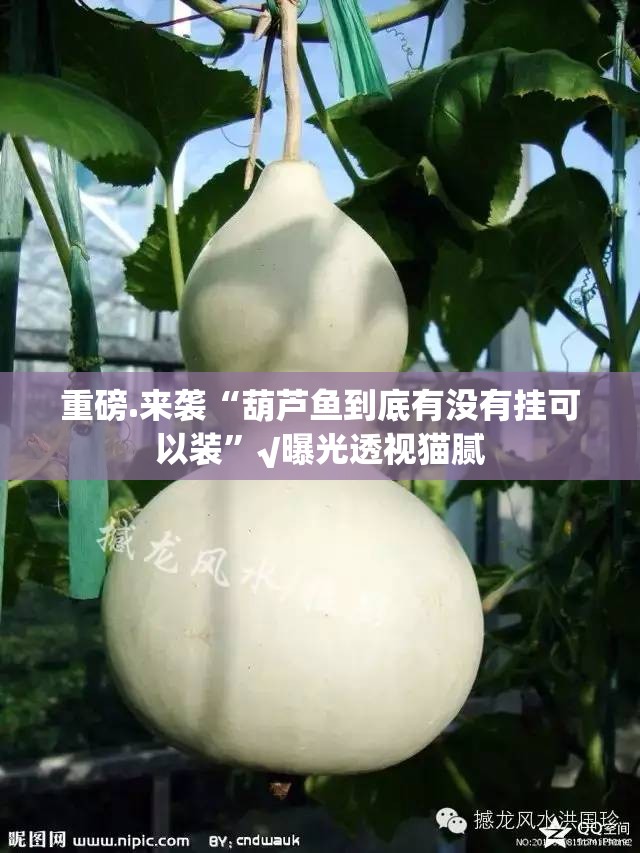 推荐一款玉海楼茶苑真的有挂确实有挂@太坑了真的有挂