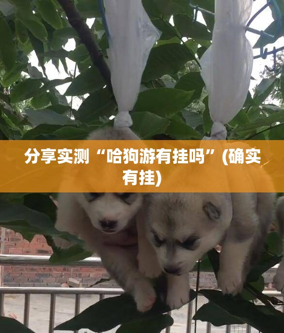分享实测“哈狗游有挂吗”(确实有挂)