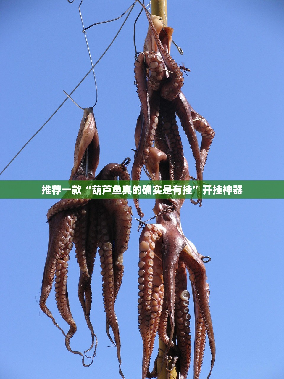 推荐一款“葫芦鱼真的确实是有挂”开挂神器