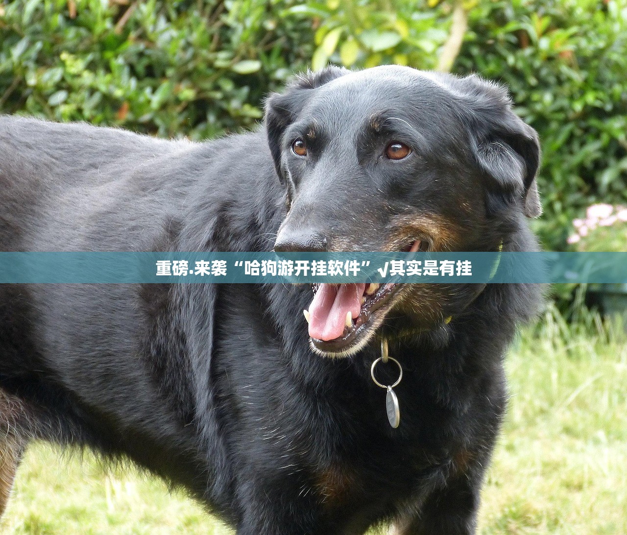 重磅.来袭“哈狗游开挂软件”√其实是有挂