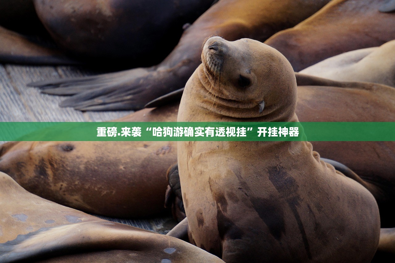 重磅.来袭“哈狗游确实有透视挂”开挂神器 重磅.来袭“哈狗游确实有透视挂”开挂神器