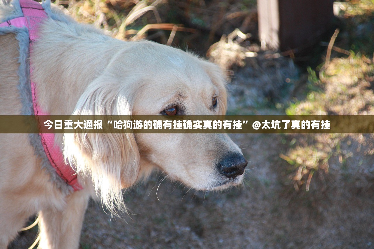 今日重大通报“哈狗游的确有挂确实真的有挂”@太坑了真的有挂 今日重大通报“哈狗游的确有挂确实真的有挂”@太坑了真的有挂