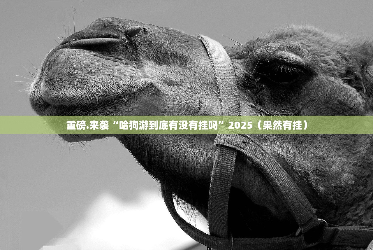 重磅.来袭“哈狗游到底有没有挂吗”2025（果然有挂）